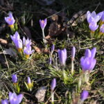 01.03.2023. Kielce. Krokusy / Fot. Wiktor Taszłow – Radio Kielce