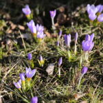 01.03.2023. Kielce. Krokusy / Fot. Wiktor Taszłow – Radio Kielce