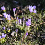 01.03.2023. Kielce. Krokusy / Fot. Wiktor Taszłow – Radio Kielce
