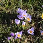 01.03.2023. Kielce. Krokusy / Fot. Wiktor Taszłow – Radio Kielce