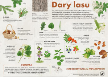 Promocja darów z lasu w konkursie „Natura od kuchni” - Radio Kielce