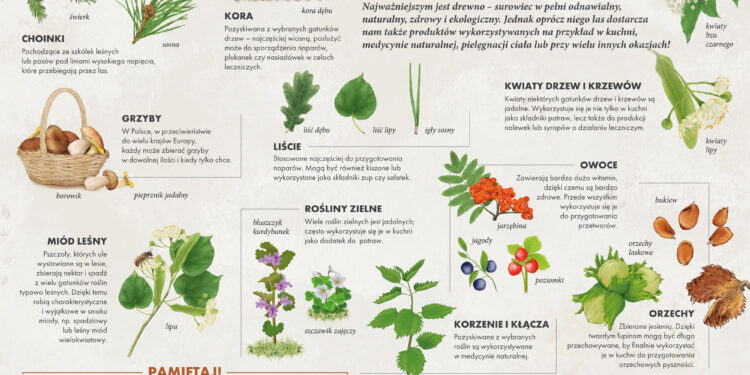 Promocja darów z lasu w konkursie „Natura od kuchni” - Radio Kielce