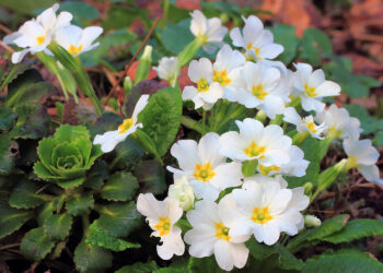 Sadzimy bratki, prymulki i stokrotki - Radio Kielce