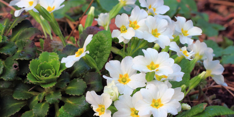 Sadzimy bratki, prymulki i stokrotki - Radio Kielce