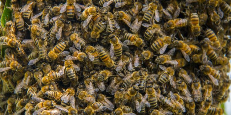 Wkrótce przyjmowane będą wnioski na interwencje pszczelarskie - Radio Kielce