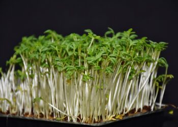 Siejemy rzeżuchę. Warto sprawdzić jak, kiedy i dlaczego - Radio Kielce