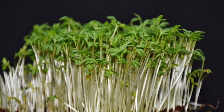 Siejemy rzeżuchę. Warto sprawdzić jak, kiedy i dlaczego - Radio Kielce