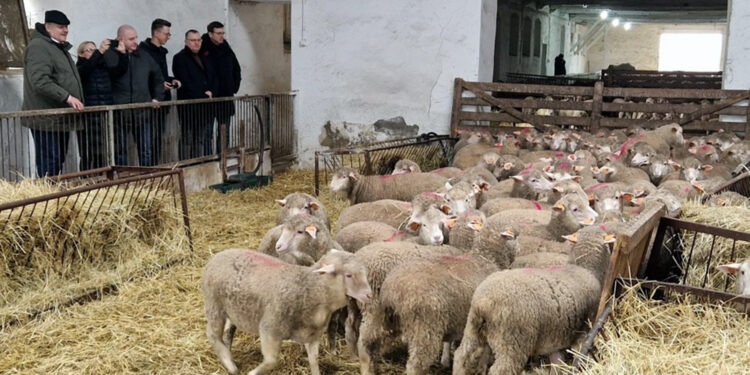 100-lecie stada merynosa polskiego w starym typie - Radio Kielce