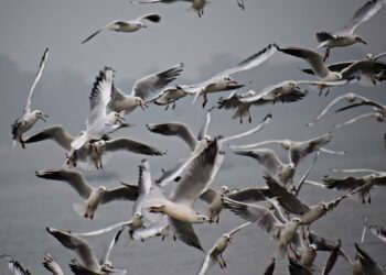 Jest pierwszy w 2023 roku przypadek ptasiej grypy w Świętokrzyskiem - Radio Kielce