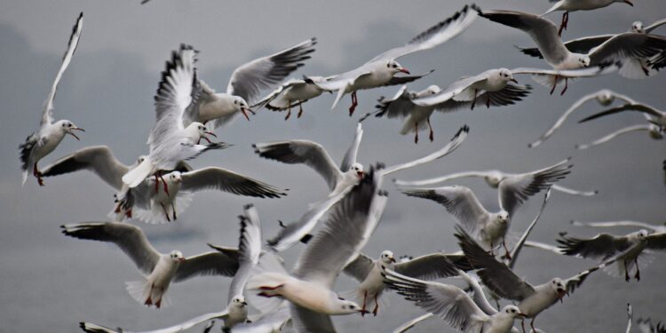 Jest pierwszy w 2023 roku przypadek ptasiej grypy w Świętokrzyskiem - Radio Kielce