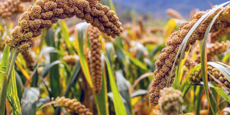 Rok 2023 rokiem prosa. Co to za zboże? - Radio Kielce Rok 2023 rokiem prosa. Co to za zboże? - Radio Kielce