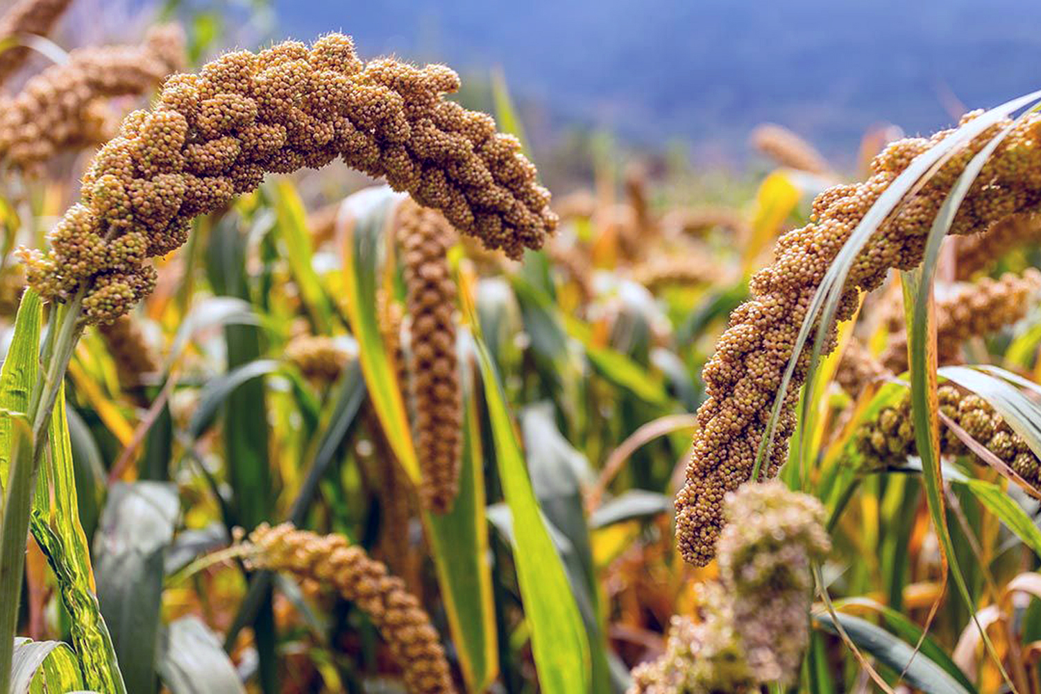 Rok 2023 rokiem prosa. Co to za zboże? - Radio Kielce Rok 2023 rokiem prosa. Co to za zboże? - Radio Kielce