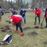 06.04.2023. Busko-Zdrój. Sadzenie dzikich róż / źródło: Stowarzyszenie Razem Dzieciom