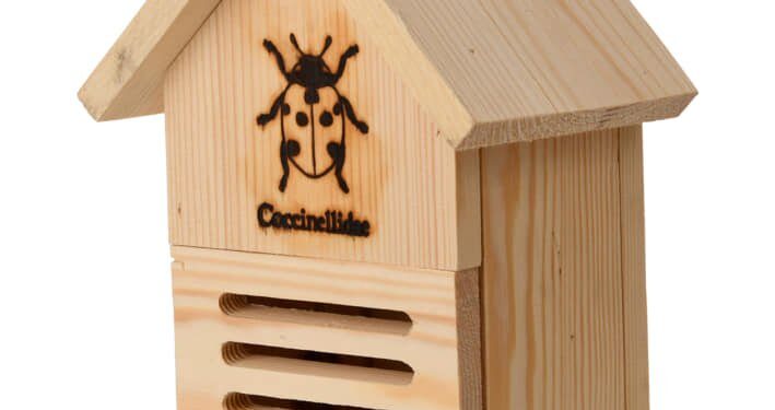 Domki dla pszczół murarek, motyli, biedronek - Radio Kielce