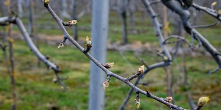 ŚODR zaleca sadownikom - Radio Kielce