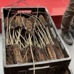 01.04.2023. Kielce. Galeria Echo. Akcja rozdawania sadzonek za baterie i makulaturę / Fot. Paulina Michta - Radio Kielce