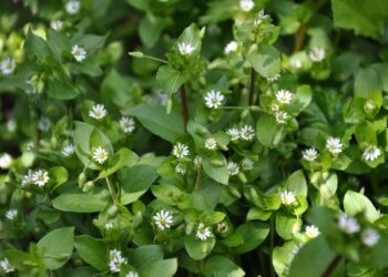 Sekrety ziół – gwiazdnica pospolita - Radio Kielce