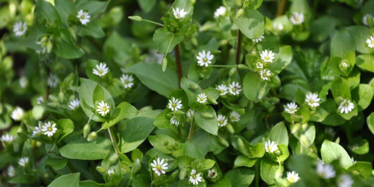 Sekrety ziół – gwiazdnica pospolita - Radio Kielce