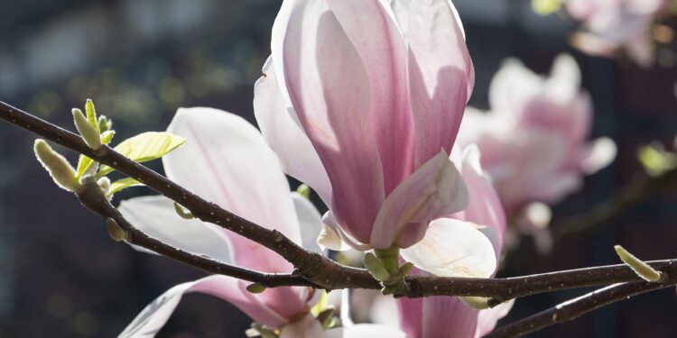 Magnolie w ogrodzie i na… talerzu - Radio Kielce