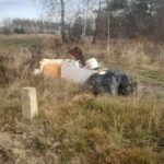 Śmieci w pobliżu świętokrzyskich dróg / Fot. GDDKiA Kielce - Twitter