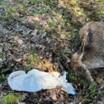 Sarny przyczyną wypadków na świętokrzyskich drogach - Radio Kielce 13.04.2023. Szałas. Potrącenie sarny / źródło: policja