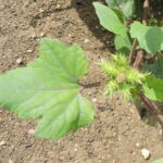 Rzepień pospolity. / Źródło: atlas.roslin.pl