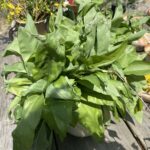 Na zdjęciu: czosnek niedźwiedzi / Fot. Anna Głąb - Radio Kielce