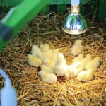 01.04.2023. Kielce. Miejski Kiermasz Wielkanocny. / Fot. Wiktor Taszłow - Radio Kielce