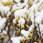 03.04.2023. Kielce. Śnieg w stolicy województwa / Fot. Wiktor Taszłow - Radio Kielce