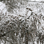 03.04.2023. Kielce. Śnieg w stolicy województwa / Fot. Wiktor Taszłow - Radio Kielce