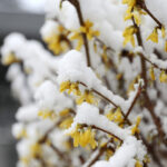 03.04.2023. Kielce. Śnieg w stolicy województwa / Fot. Wiktor Taszłow - Radio Kielce