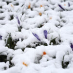 03.04.2023. Kielce. Śnieg w stolicy województwa / Fot. Wiktor Taszłow - Radio Kielce