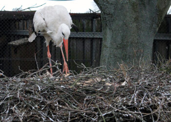 Wszystko o bocianach. Na polskiej wsi zajmują wyjątkowe miejsce