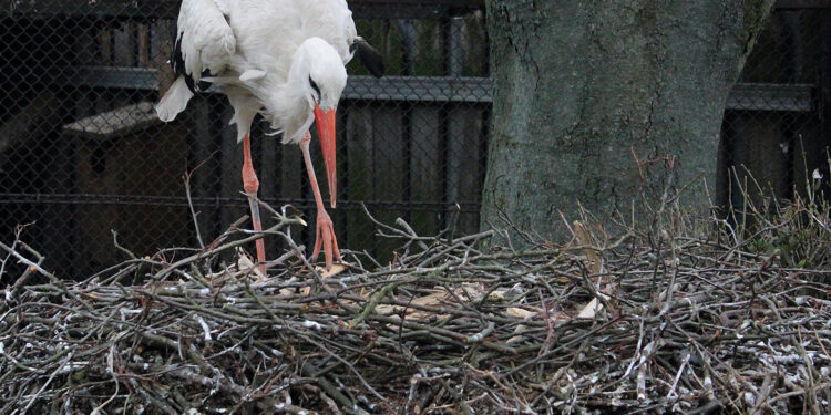 Wszystko o bocianach. Na polskiej wsi zajmują wyjątkowe miejsce - Radio Kielce Wszystko o bocianach. Na polskiej wsi zajmują wyjątkowe miejsce