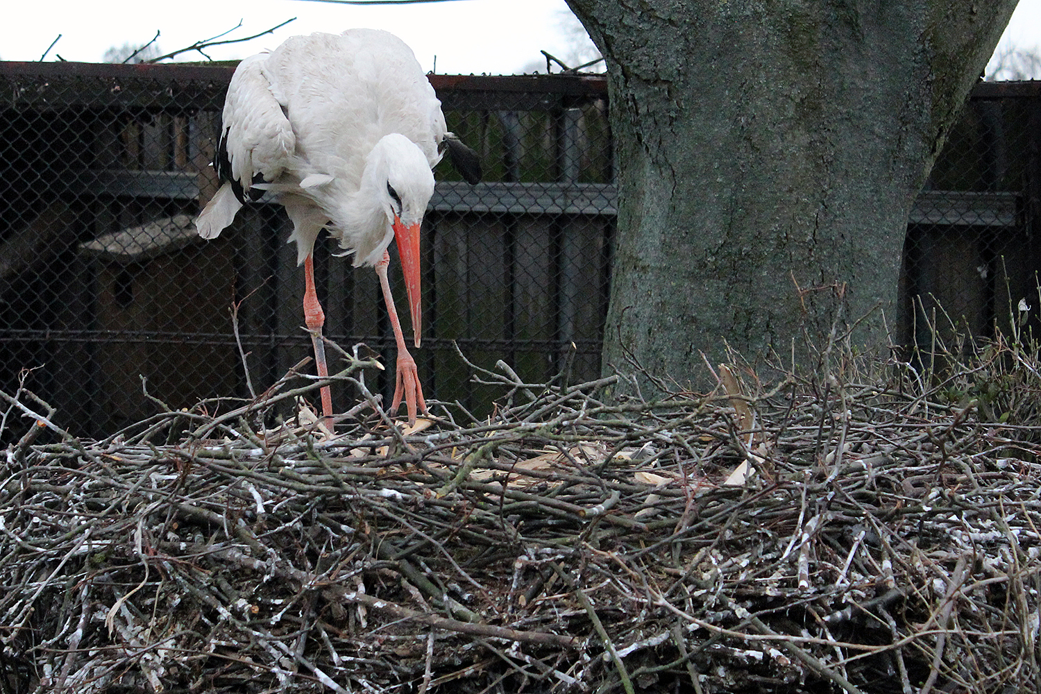 Wszystko o bocianach. Na polskiej wsi zajmują wyjątkowe miejsce - Radio Kielce Bocian / Fot. Radio Kielce