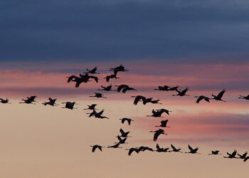 Żuraw na polskiej wsi - Radio Kielce