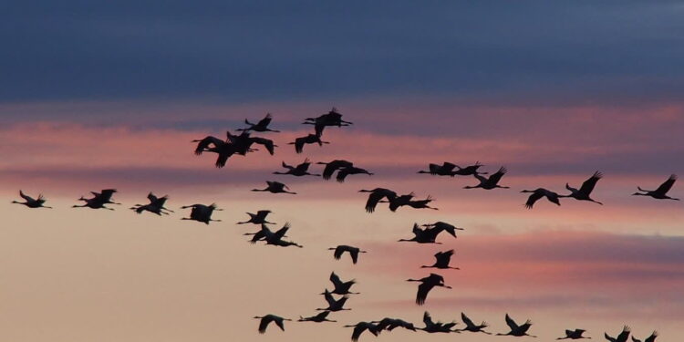 Żuraw na polskiej wsi - Radio Kielce