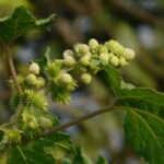 Rzepień pospolity. / Źródło: atlas.roslin.pl