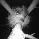 Fotopułapki w świętokrzyskich lasach mają badać zachowania bociana czarnego. Zdjęcia z gniazd bocianów czarnych powstają w ramach współpracy nadleśnictw Regionalnej Dyrekcji Lasów Państwowych w Radomiu oraz SGGW Leśnego Zakładu Doświadczalnego Rogowie. Gniazda bocianów znajdują się w cennych przyrodniczo lasach i są starannie chronione za pomocą stref ochronnych. Fotopułapki zostały założone przez przylotem ptaków z zimowisk / Fot. RDLP w Radomiu Nadleśnictwo Radoszyce