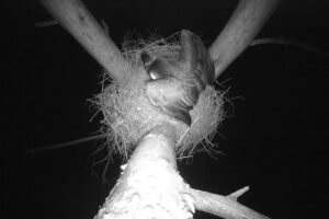 Fotopułapki w świętokrzyskich lasach mają badać zachowania bociana czarnego. Zdjęcia z gniazd bocianów czarnych powstają w ramach współpracy nadleśnictw Regionalnej Dyrekcji Lasów Państwowych w Radomiu oraz SGGW Leśnego Zakładu Doświadczalnego Rogowie. Gniazda bocianów znajdują się w cennych przyrodniczo lasach i są starannie chronione za pomocą stref ochronnych. Fotopułapki zostały założone przez przylotem ptaków z zimowisk / Fot. RDLP w Radomiu Nadleśnictwo Radoszyce