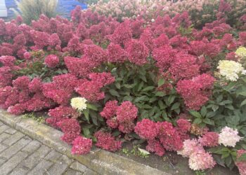 Sadzimy hortensje. Jakie w tym roku polecają ogrodnicy? - Radio Kielce