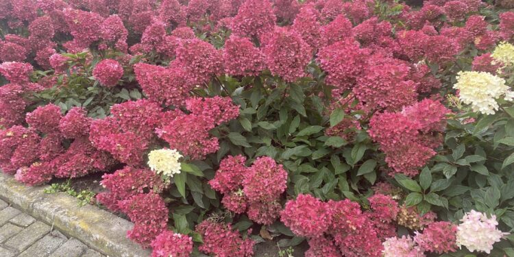 Sadzimy hortensje. Jakie w tym roku polecają ogrodnicy? - Radio Kielce
