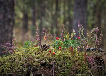 Pomysły na dziczyznę, jagody i grzyby. Wygrać można dziesięć tysięcy złotych!  - Radio Kielce