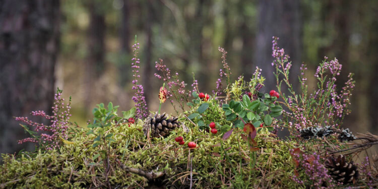 Pomysły na dziczyznę, jagody i grzyby. Wygrać można dziesięć tysięcy złotych!  - Radio Kielce
