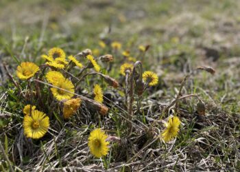 Sekrety ziół – podbiał pospolity - Radio Kielce