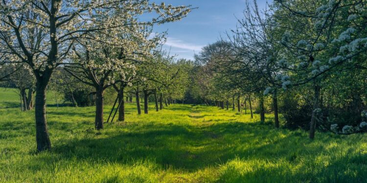 W sadzie warto posadzić… Chopina - Radio Kielce