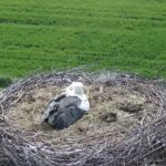 02.05.2023. Nietulisko Duże. Bocian / źródło: kamera internetowa