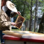 Politechnika zebrała miód ze swojej pasieki