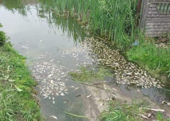 Mnóstwo śniętych ryb. Sprawę wyjaśniają inspektorzy ochrony środowiska