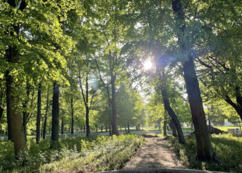 Tysiące drzew i krzewów zasadzono w parku w Końskich